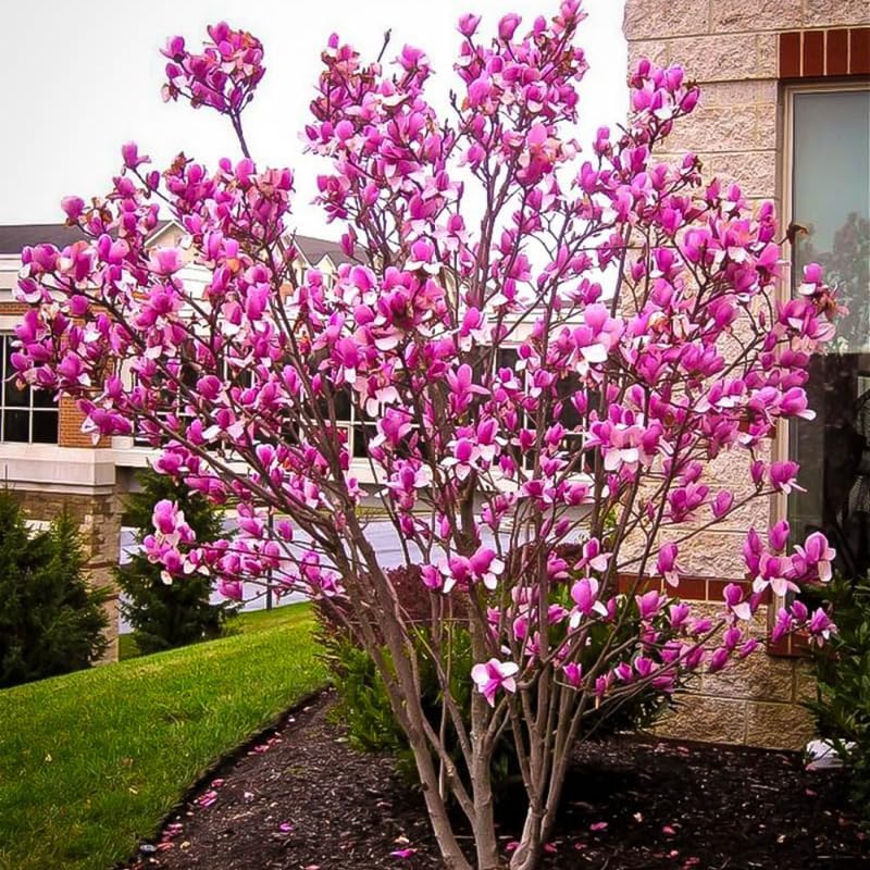 2 Ann Magnolia Trees Plants Live, Outdoor Landscape Tree - Image 2
