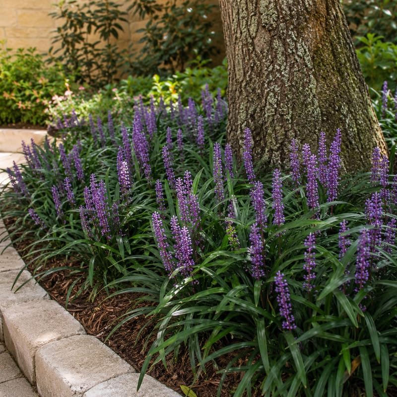 4 Big Blue Liriope Grass Plants Live (No Pot), 4-8" Tall, Non GMO Ornamental Grass Live Plant, Drought Tolerent, High-Density Ground Cover for Shaded Backyard & Patio Pathway - Image 3