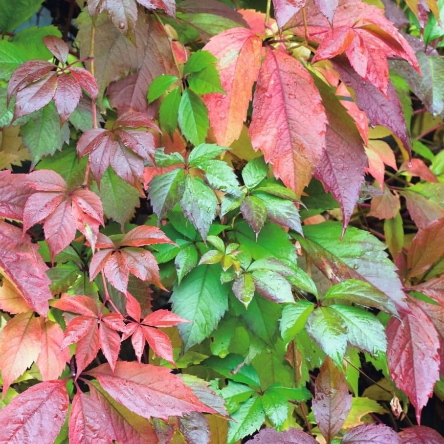 Pack of 4 Virginia Creeper Vine Plants, Vibrant Red in Fall, Climbing Ivy Plants Live Perennial Vines 5-7 Inc Tall, No Pot - Image 3