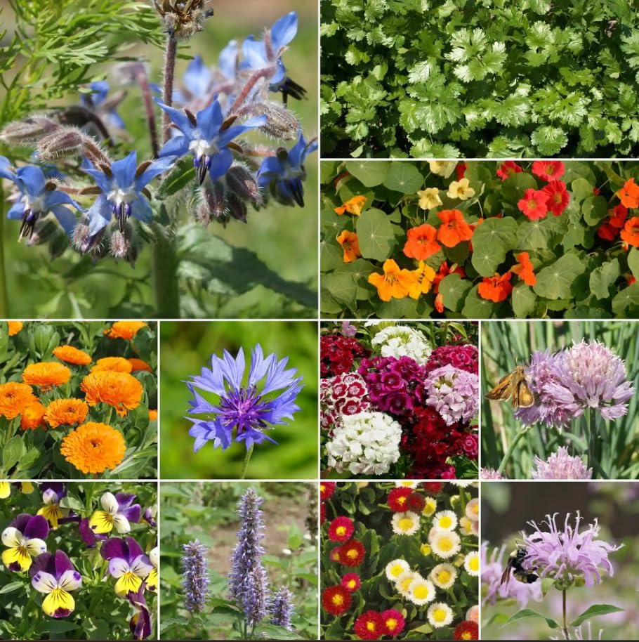 Ferry-Morse Edible Flower Bulk Wildflower Seeds, 178,000+, 1 lb - Image 2