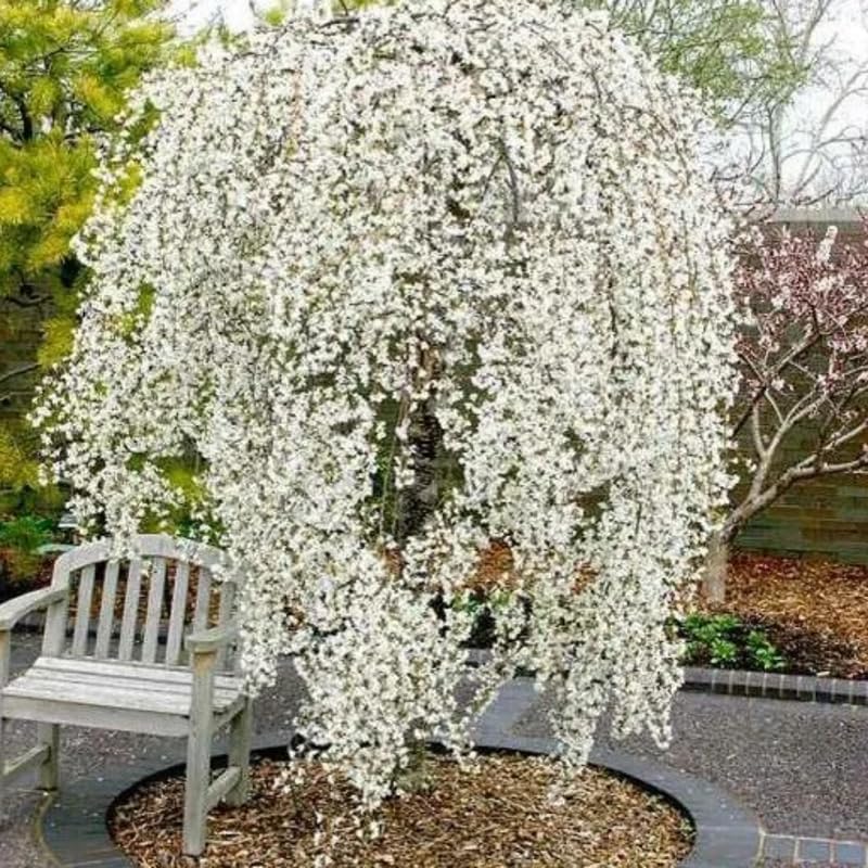 Weeping Cherry Blossom Tree Live Plant, 2.5 Inch Pot - Image 4