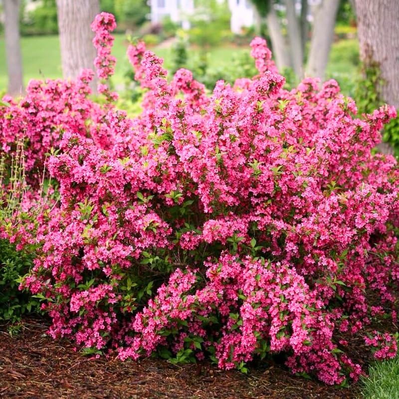 Pink Weigela Live Plant, Patio Shrub, 4 Inch Pot by Unknown