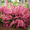 Pink Weigela Live Plant, Patio Shrub, 4 Inch Pot by Unknown