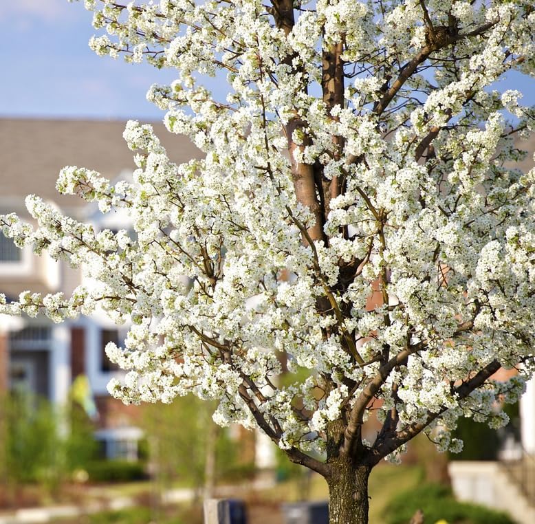 American Plum Tree - 6-12" Tall Live Plant - Image 3