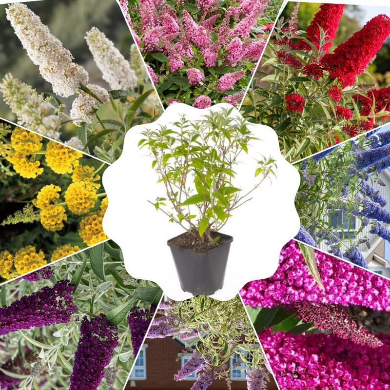 Random Butterfly Bush Live Plant, 5-10 Inch Tall - Image 3