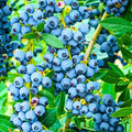 2 Misty Blueberry Bushes Live Plants, Edible Fruit Plant, 5-12 Inch Tall by AKTRD
