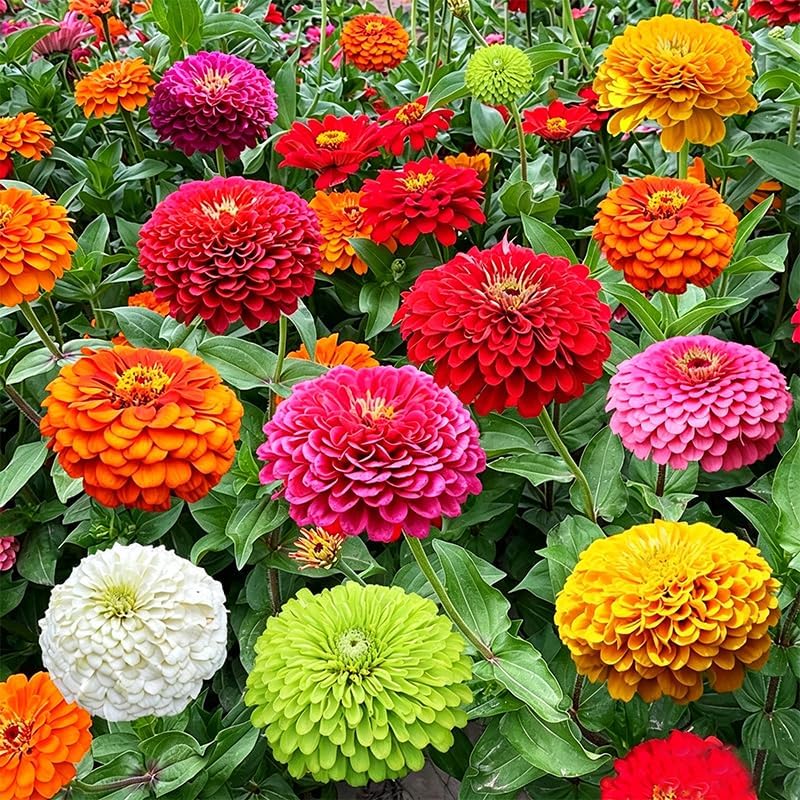 1300+ Mix Zinnia Seeds for Planting - Heat & Drought Tolerant,Ideal for Borders, Beds, and Container - Attracts Bees and Butterflies - Image 3