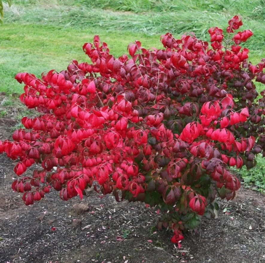Dwarf Burning Bush Shrub Live Plant, Vibrant Scarlet Red Fall Color, Winged Euonymus Plant 6-12" Tall 4" Pot - Image 6