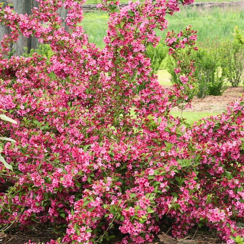 Pink Weigela Live Plant, Patio Shrub, 4 Inch Pot - Image 5