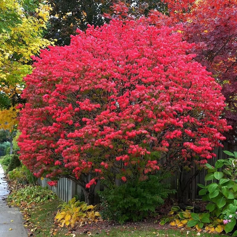 Dwarf Red Burning Bush Live Plant, Fall Color Shrub, 4 Inch Pot - Image 2