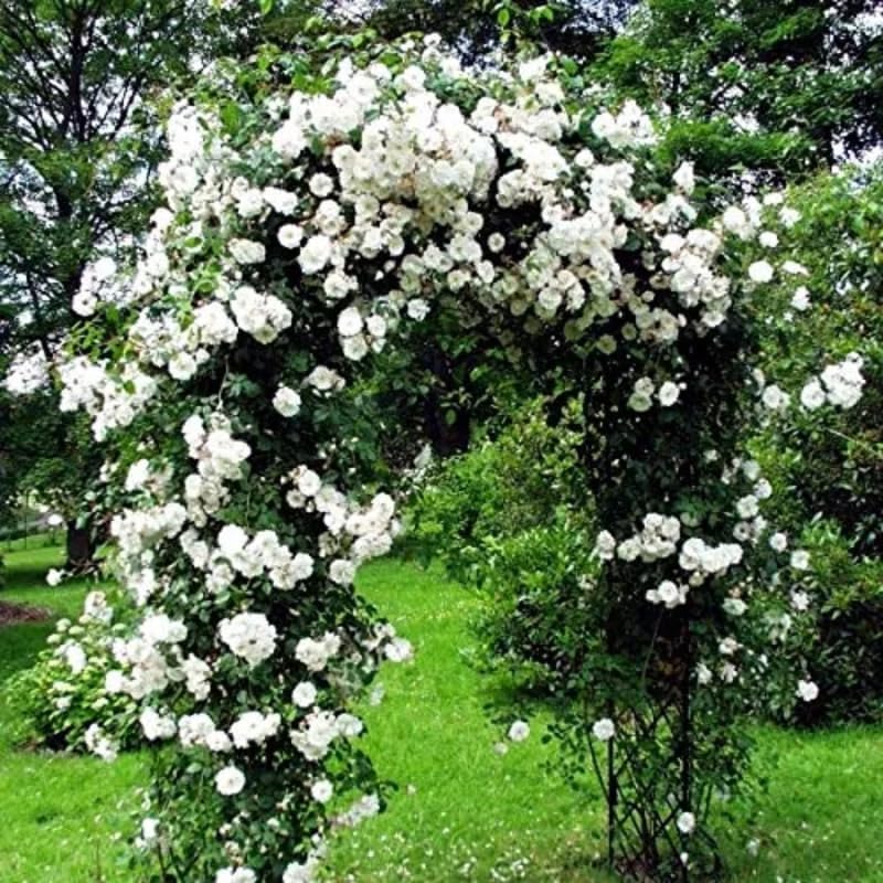 White Climbing Live Rose Plant, Outdoor Garden Rose Plant, 5-9 Inch Tall - Image 5