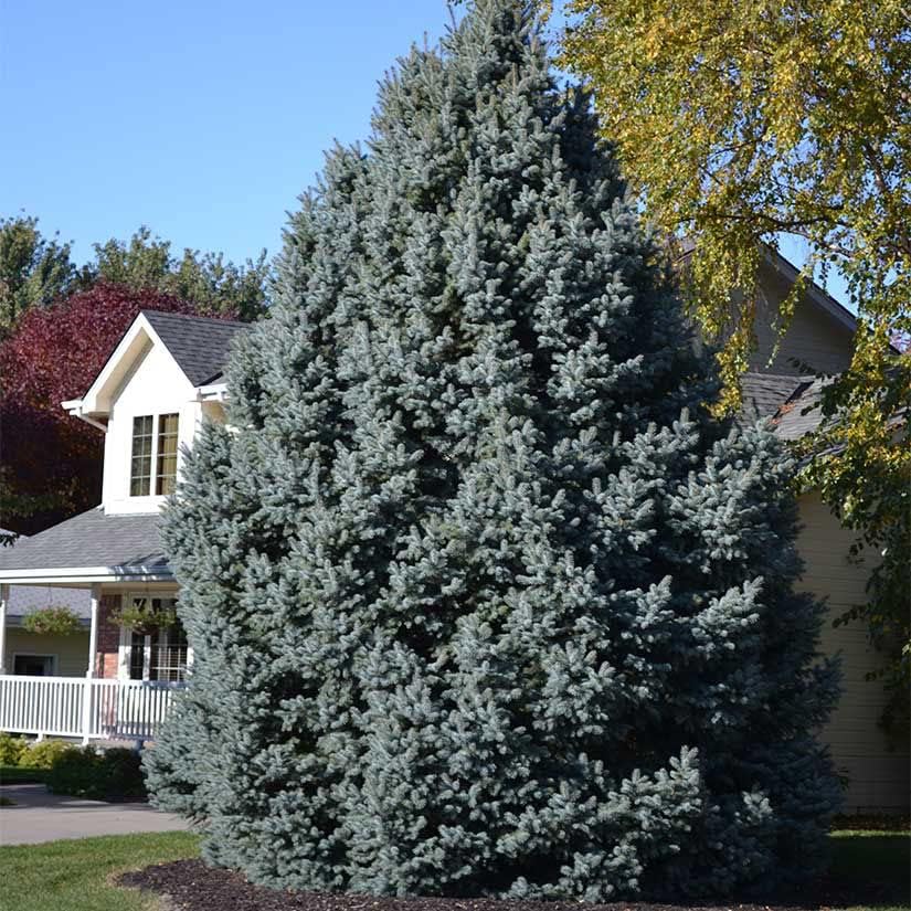 Colorado Blue Spruce Jumbo Tree Plug Seedlings | 12"-18" | Arbor Day Foundation (5-Pack) - Image 7