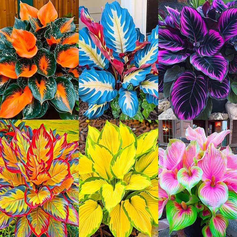 185+ Mix Color Hosta Seeds for Planting - Shade Tolerant Perennials Flowers by Unknown