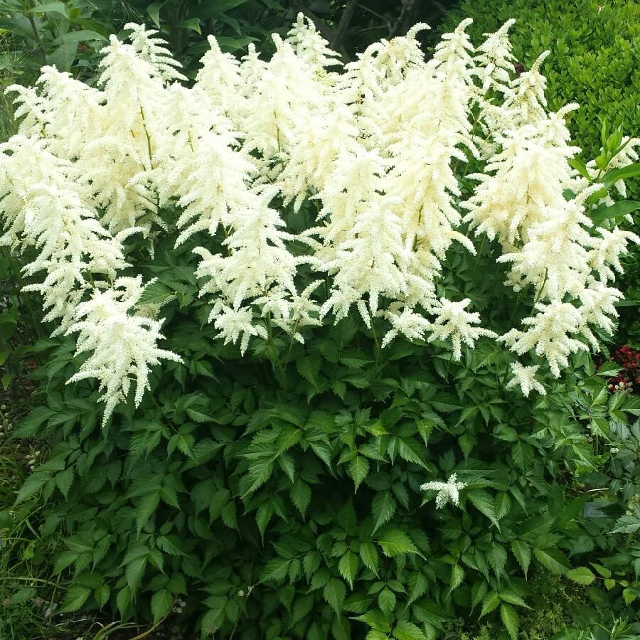 Votaniki Astilbe Deutschland (Japonica Hybrid) Bare Roots – Hardy Perennial for Spectacular White Blooms | Perfect for Shade & Woodland Gardens – Easy to Grow (4 Pack) by Votaniki