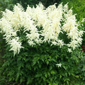 Votaniki Astilbe Deutschland (Japonica Hybrid) Bare Roots – Hardy Perennial for Spectacular White Blooms | Perfect for Shade & Woodland Gardens – Easy to Grow (4 Pack) by Votaniki