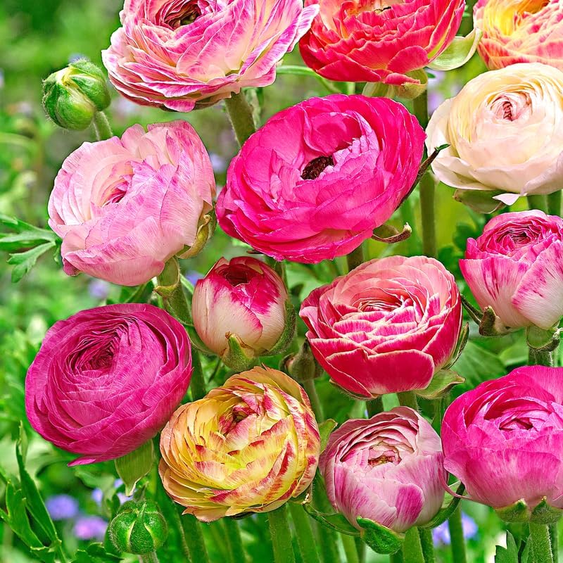 25 Multicolor Ranunculus Bulbs for Planting, Peony Perennial Flower - Image 2
