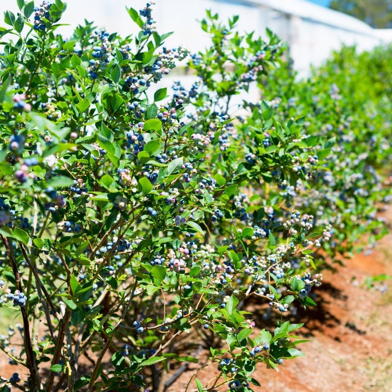 Legacy Blueberry Plant Live, Berry Plant, 5-10 Inch Tall - Image 5