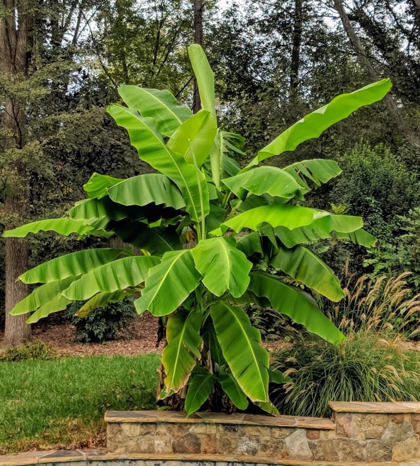 Basjoo Banana Tree Live Plant Cold Hardy Banana Plant Flowering Bananas Shurb Hardy Bananas Ornamental Plants 4-7 Inch Tall by MocNursery
