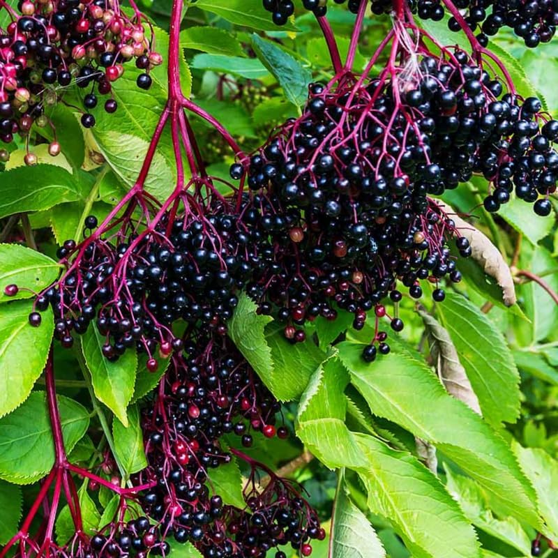 3 Black Elderberry Live Plants, Cold Hardy Berry Bush, 6-12 Inch Tall - Image 2