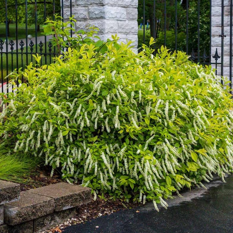 Virginia Sweetspire Shrub - 12-18" Tall Live Plant - Quart Pot - Image 4