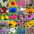 Park Seed Grow Your Own Vibrant Annual and Perennial Wildflower Garden Seeds Mixture, Easy to Grow Varieties for Pollinators and Spring Gardens - Northeast Regional Mix, 5 lbs by ParkSeed