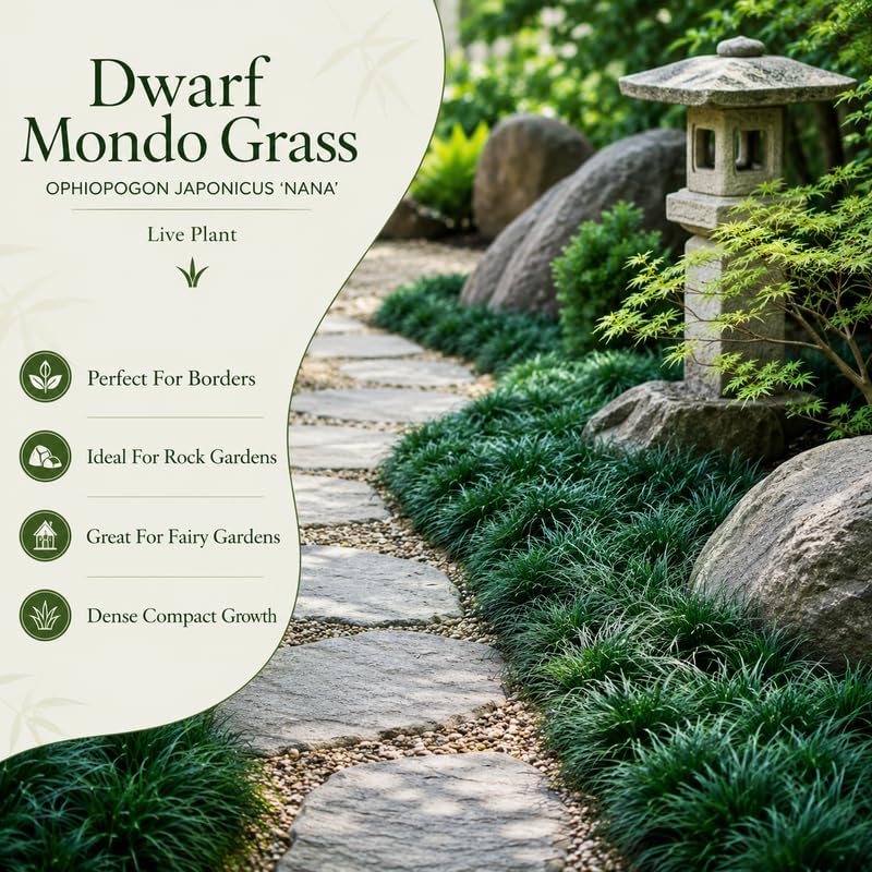 4 Dwarf Mondo Grass Plants Live, 4-8" Tall, Non GMO Ornamental Grass Live Plant, Drought Tolerent, High-Density Ground Cover for Shaded Backyard & Patio Pathway - Image 3