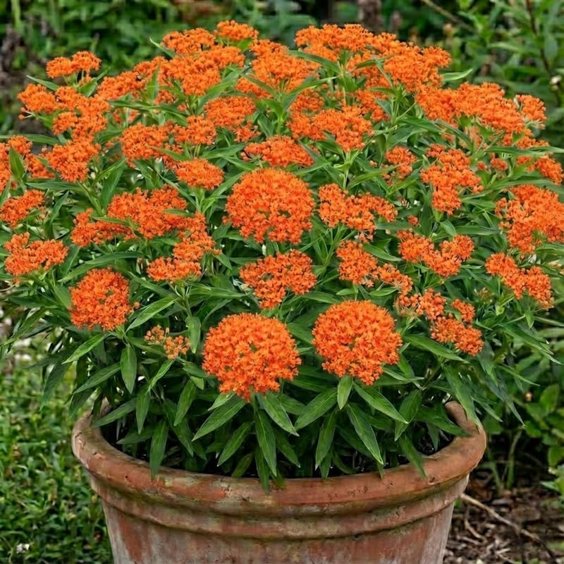 2 Orange Milkweed Live Plants, Asclepias Tuberosa Perennial, 4-8 Inch Tall by Unknown