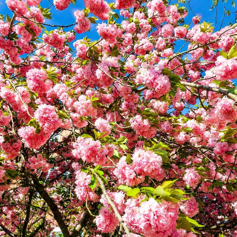Kwanzan Cherry Tree Live Plant - Image 3