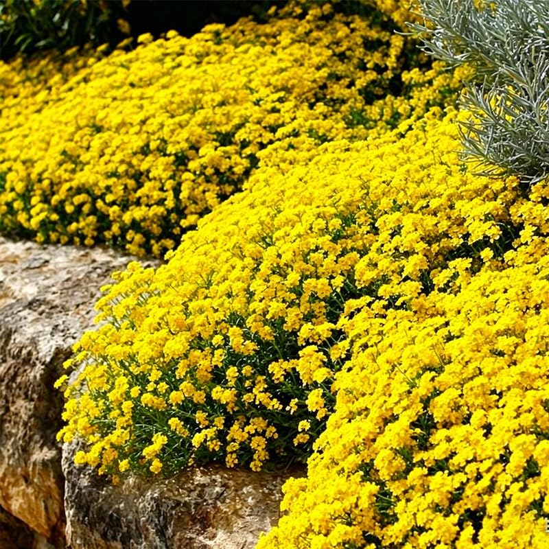 21600+ Creeping Thyme Seeds for Planting Outdoor - Perennial Ground Cover Plant, Low Maintenance - Image 4