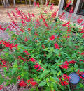 Greenwood Nursery: Live Perennial Plants - Pineapple Sage + Salvia Elegans - [Qty: 2X Pint Pots] - (Click for Other Available Plants/Quantities) by GreenwoodNursery