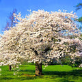Yoshino Cherry Blossom Tree Plant Live, 2.5 Inch Pot by Unknown