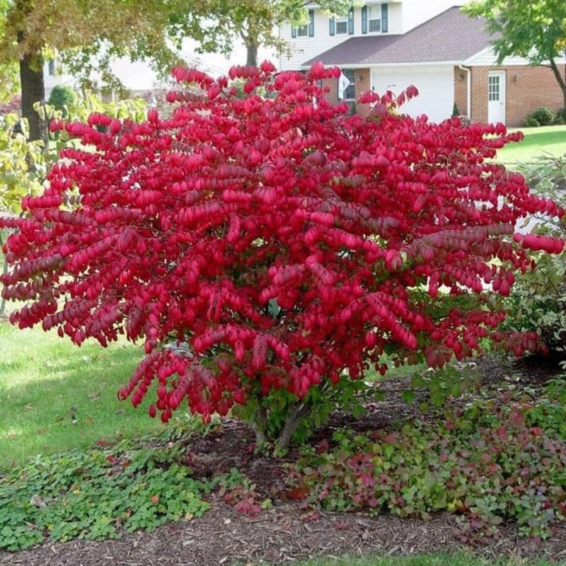 5 Dwarf Red Burning Bushes Live Plants, Hardy Shrub, 4-6 Inch Tall - Image 2