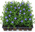 Set of 50 Blue Vinca Minor Plants Live, Creeping Myrtle Periwinkle Ground Cover, Hardy Perennial, 4-6 Inch Tall, Bare Root, No Pot by Unknown