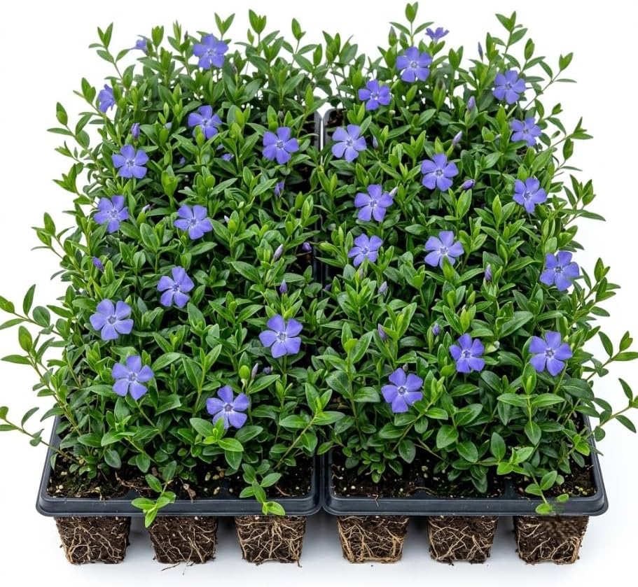 Set of 50 Blue Vinca Minor Plants Live, Creeping Myrtle Periwinkle Ground Cover, Hardy Perennial, 4-6 Inch Tall, Bare Root, No Pot by Unknown
