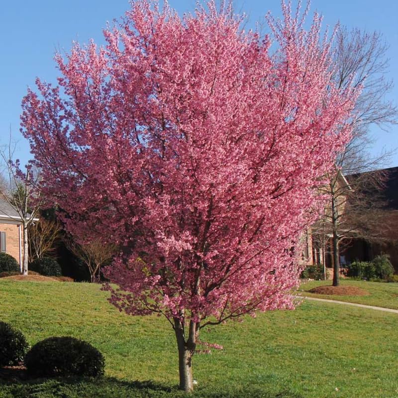 Pink Cherry Blossom Tree Live Plant, Landscape Bloom Tree, 8-12 Inch Tall by UIOTER
