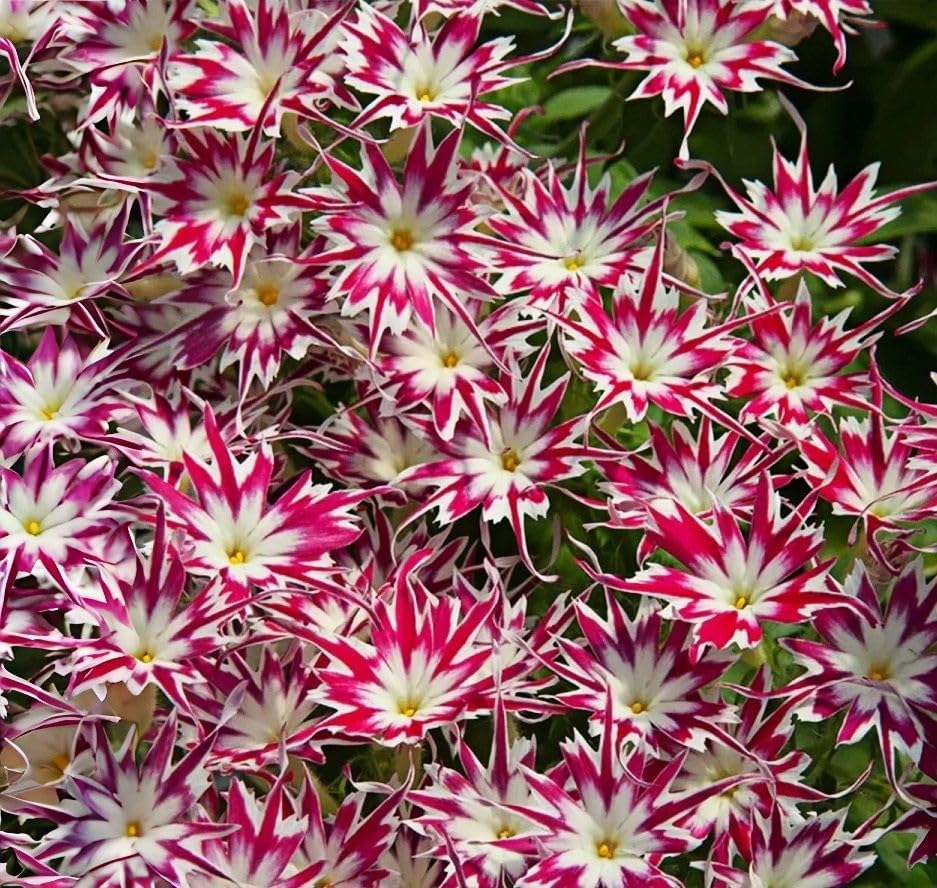 Creeping Phlox Moss Seeds, 800+, Non-GMO, Drought Tolerant, Hardy Perennial Ground Cover for Rockery and Walkway Edging - Image 3