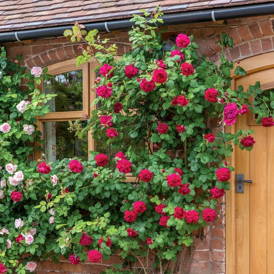 200+ Red Climbing Rose Seeds for Planting - Fragrant Perennial Flowering Plant Seeds for Home Garden, Trellis, and Fence Decor - Non-GMO Heirloom Floral Seeds for Indoor and Outdoor Landscaping - Image 5