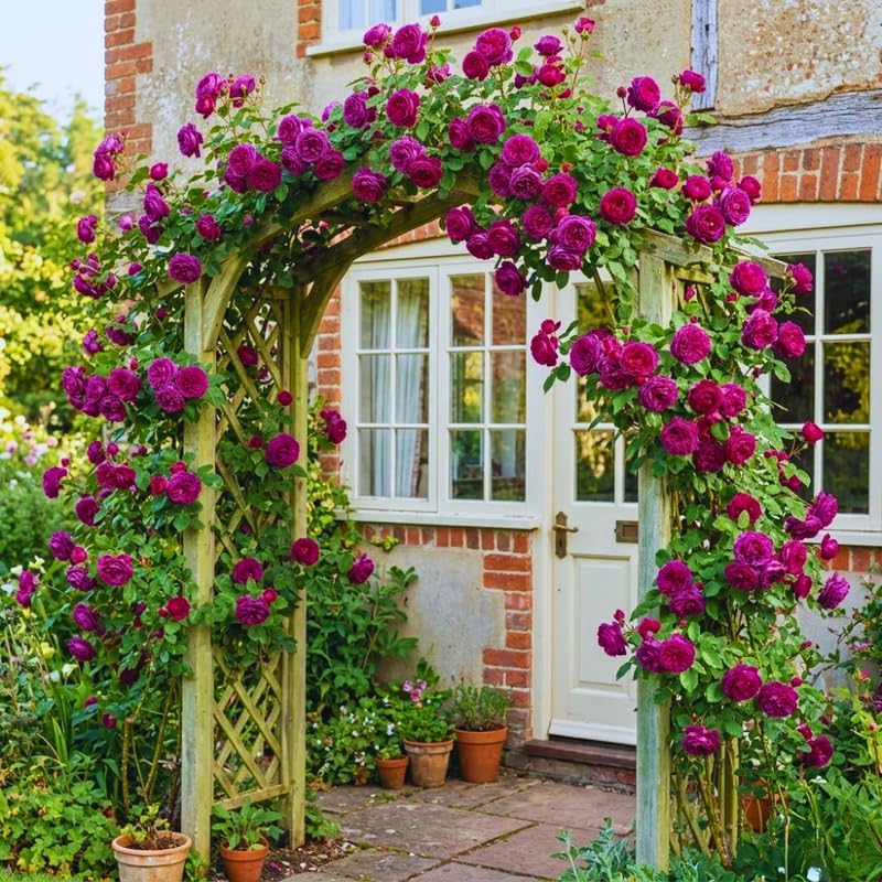 Purple Climbing Roses Live Plant, Rose Bush Plant, 5-7 Inch Tall - Image 6