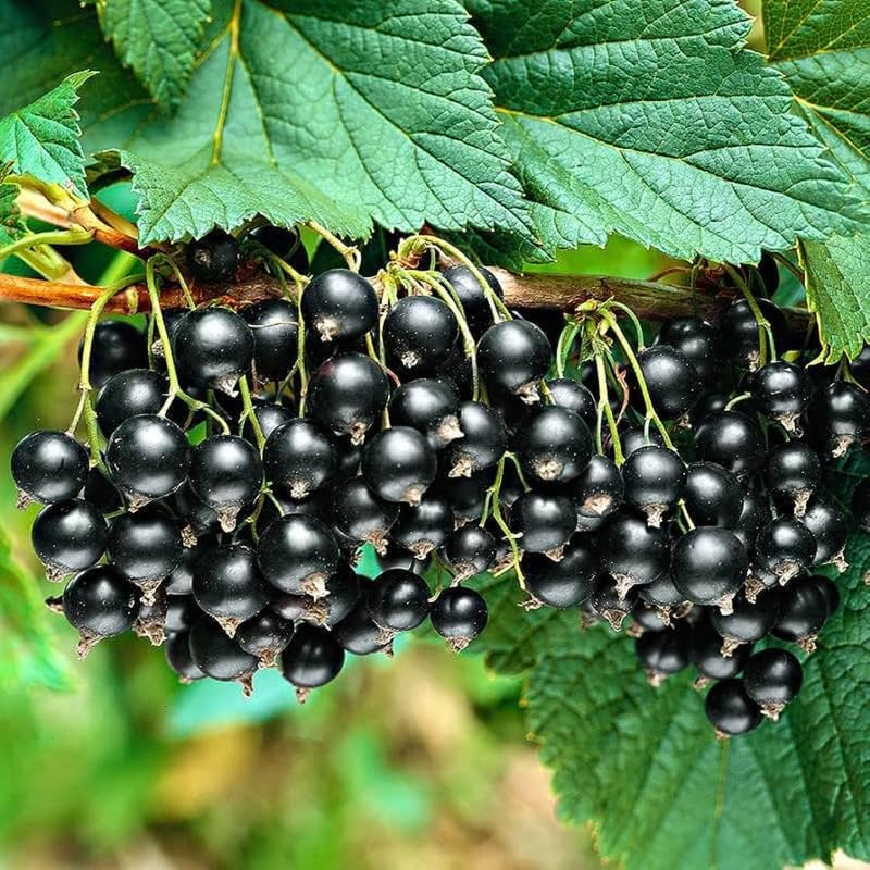 Black Currant Live Plant, Home Garden Berry Bush, 6-12 Inch Tall - Image 3