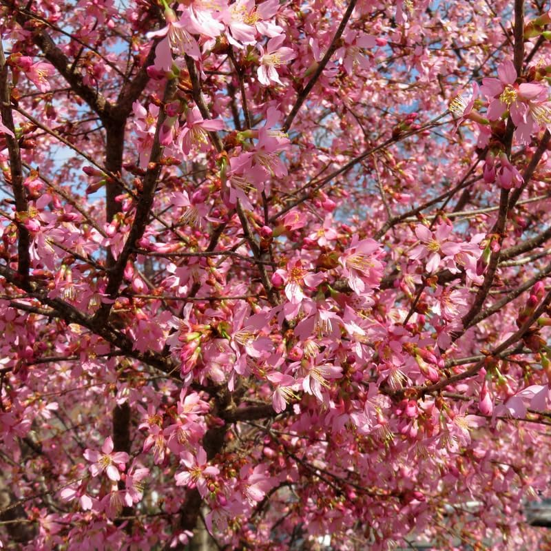 2 Okame Cherry Blossom Tree - Image 4