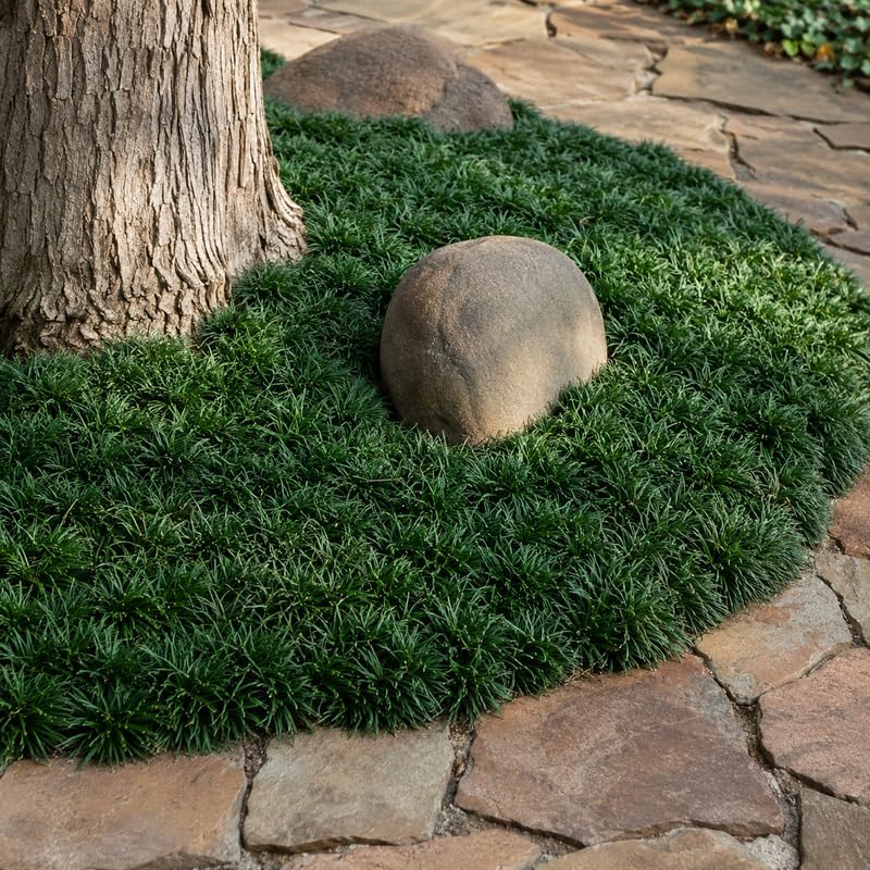 2 Dwarf Mondo Grass Plants Live, 4-8" Tall (No Pot), Easy Care Ornamental Grass Plant, Low Maintenance Decorative Grasses, for Garden Borders & Landscape Accents - Image 3