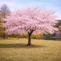 Akebono Cherry Tree Live Plant by GINGERGLOW