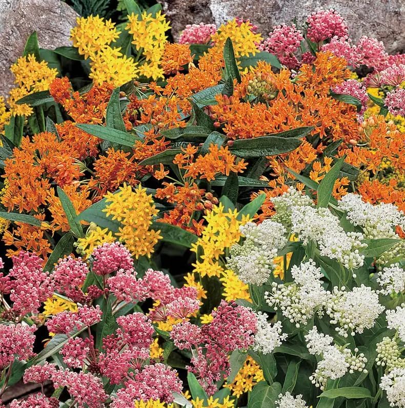 3 Mixed Milkweed Live Plants, Hardy Milkweed Shrub, 4-9 Inches - Image 3
