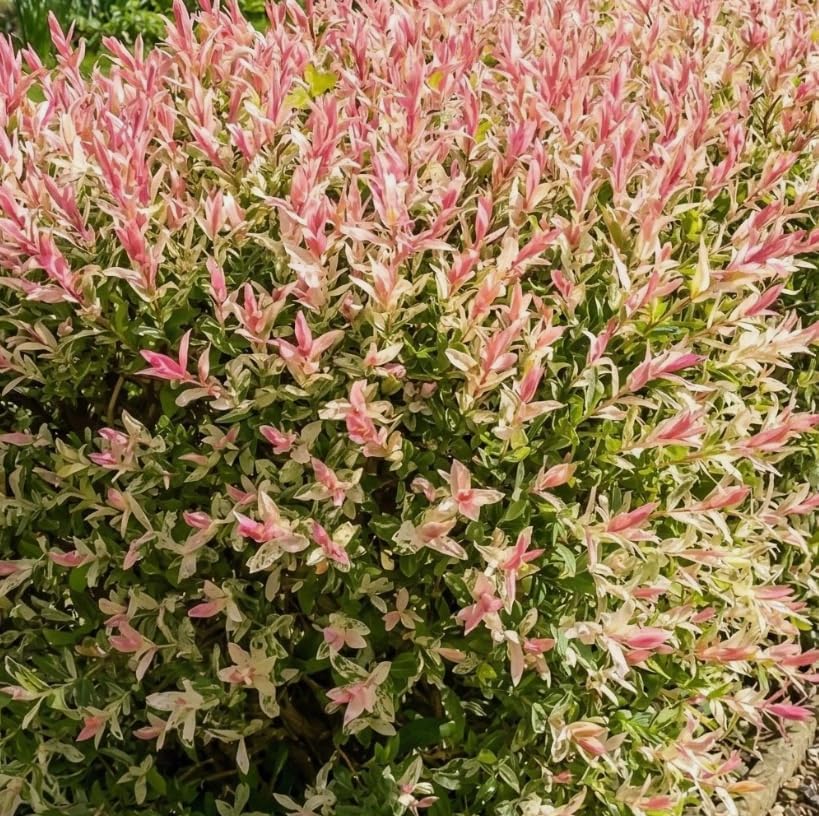 Live Dappled Willow Tree Variegated Tricolor Willow Ornamental Deciduous Bush Flowering Hardy Shrub Plant 6-12 Inc Tall Qt Pot - Image 4