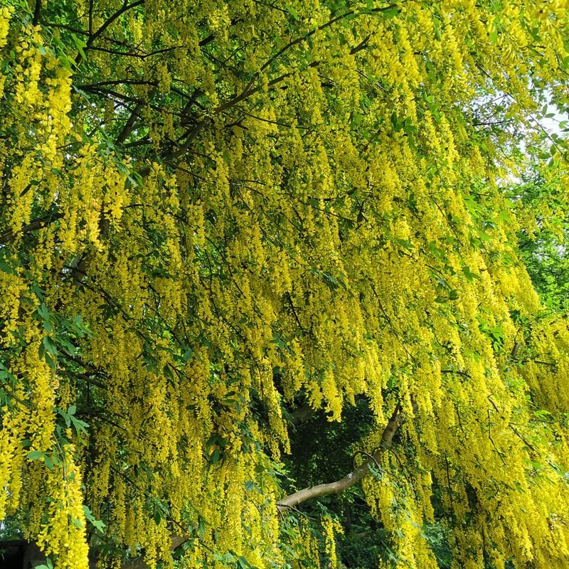 Yellow Golden Chain Tree Live Plant, Hardy Flowering Vine, 18-22 Inch Tall - Image 6