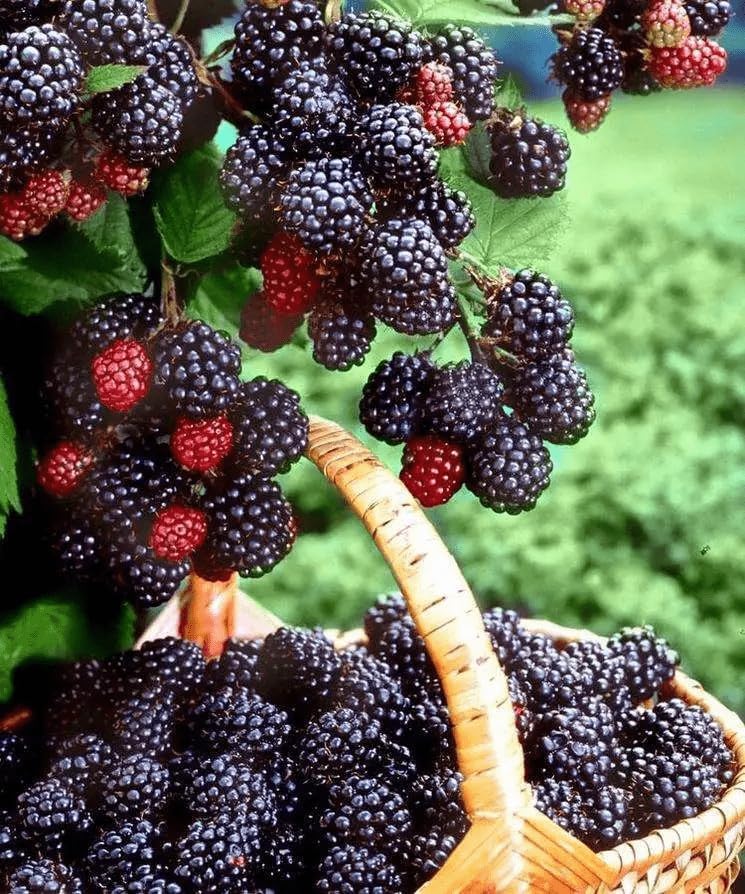 Fruit Seeds Variety Pack 1500pcs 6 Types – High Yield – 400pcs Strawberry, 200pcs Blueberry, 300pcs Raspberry, 300pcs Mulberry, 200pcs Cranberry,20 Cherry - Image 3
