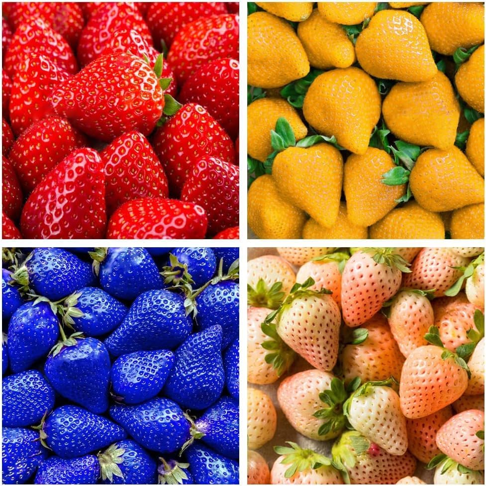 800 Mixed Strawberry Seeds - 4 Colors - Non-GMO Heirloom Perennial Seeds for Planting - Sweet Juicy Berries, Suitable for Indoor/Outdoor Gardens, Pots & Flower Beds by BuggyBeds