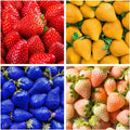 800 Mixed Strawberry Seeds - 4 Colors - Non-GMO Heirloom Perennial Seeds for Planting - Sweet Juicy Berries, Suitable for Indoor/Outdoor Gardens, Pots & Flower Beds by BuggyBeds