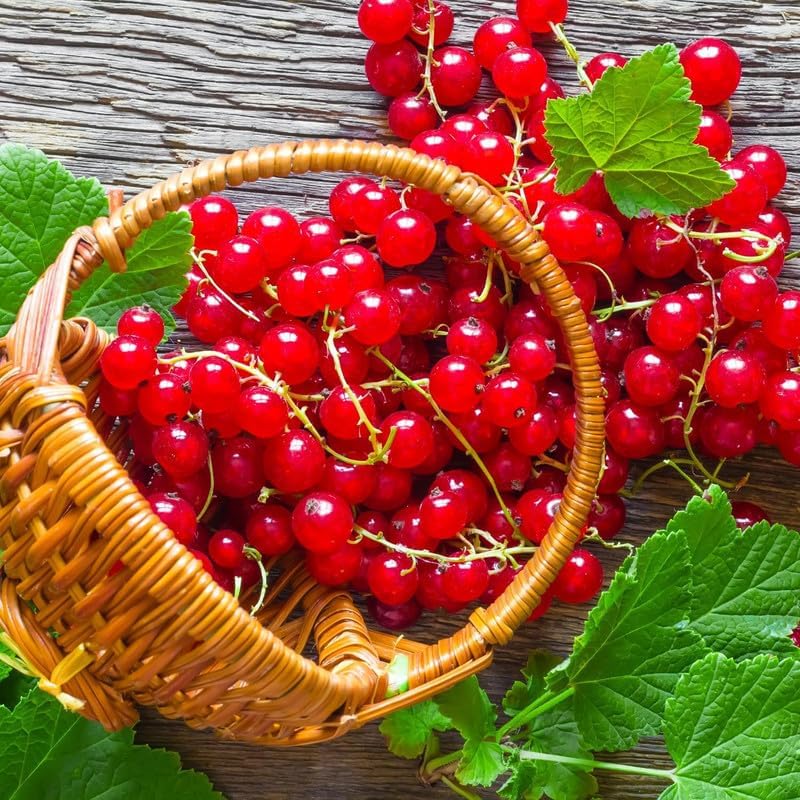 Red Currant Live Plant, Backyard Berry Shrub, 5-10" Tall, Hardy Fruit Tree - Image 3