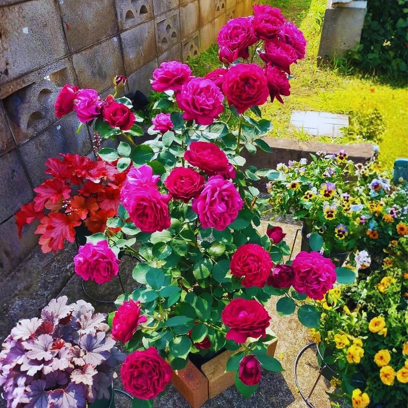Purple Climbing Roses Live Plant, Rose Bush Plant, 5-7 Inch Tall - Image 3